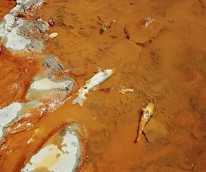 Killed: Fish Killed by Mine Runoff