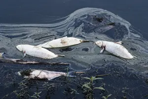 Killed: Fish Killed by Water Pollution