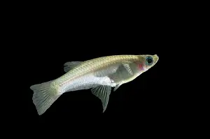 Knife: FISH - Knife-edged Livebearer