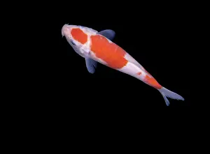 Carps: Fish - Koi Carp