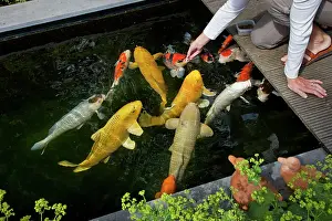 Carp: Fish - Koi Carp in garden pool - being fed