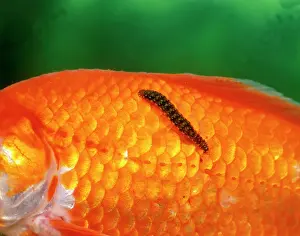 Annelid: Fish Leech feeding on goldfish