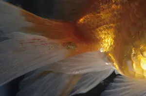 Louse: Fish louse fixed on the tail of a goldfish