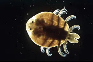 Lice: FISH LOUSE - x3 magnification