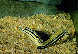 Cichlids: FISH - Malawi Golden Cichlids, spawning