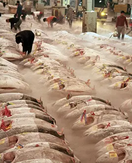 Sell: FISH MARKET - Frozen Tuna, Toyko Central Wholesale