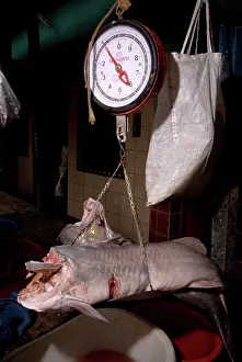 Crashing: Fish market, Peru