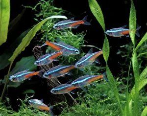 Neon: Fish - Neon Tetra - in Aquarium