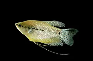 Gourami: FISH - Pearl / Mosaic GOURAMI