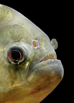 Piranha: FISH - Piranha