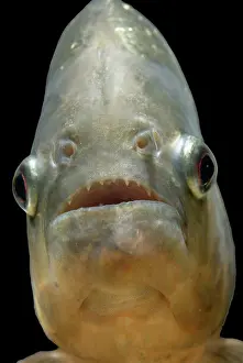 Piranha: FISH - Piranha