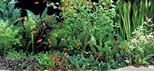 Tanks: Fish - Red Platys in Aquarium tank