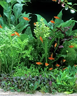 Tanks: Fish - Red Platys in Aquarium tank