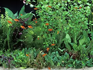 Tanks: Fish - Red Platys in Aquarium tank