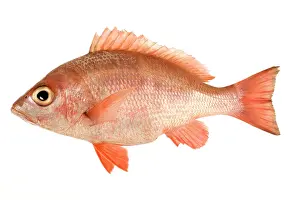Snappers: Fish - Red Snapper in studio