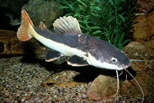 Catfishes: FISH - Red-Tailed Catfish, on riverbed