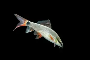Frenatus: Fish - Ruby / Red-finned Shark