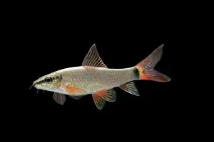 Frenatus: Fish - Ruby / Red-finned Shark
