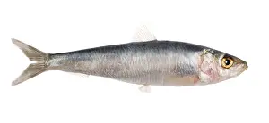 Sardine: Fish - Sardine in studio