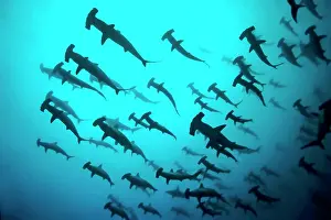 Sphyrna: Fish school, shoal Scalloped Hammerheads ( Sphyrna