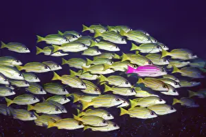 Leadership: Fish Shoal - standing out from the crowd. (Blue