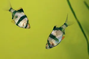 Barb: FISH - Six-Banded Tiger BARBS