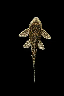 Sailfin: Fish - Spotted Sailfin Pleco