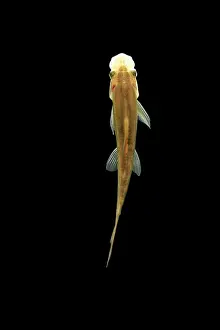 Loaches: Fish - Sucking Loach / Chinese Algae Eater
