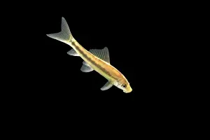 Loaches: Fish - Sucking Loach / Chinese Algae Eater