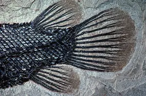 Fossilized: Fish Tail
