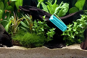Tanks: Fish Tank