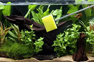 Tanks: Fish Tank - being cleaned