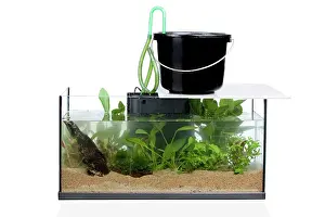Tanks: Fish Tank - being filled up