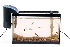 Tanks: Fish Tank - with filter in studio
