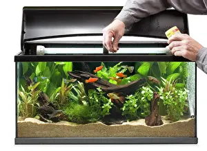 Tanks: Fish Tank - fishes being fed