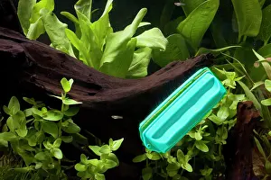 Magnetic: Fish Tank - magnetic cleaning