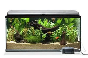 Tanks: Fish Tank - with oxygen diffuser & pump