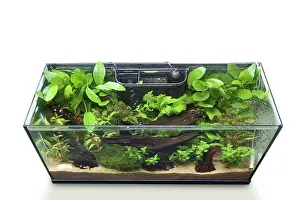 Tanks: Fish tank - in studio