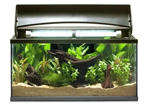 Tanks: Fish tank - in studio