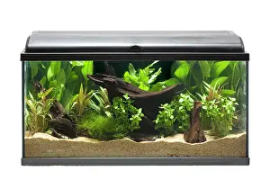 Tanks: Fish Tank - in studio