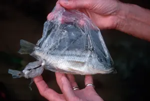 Destructive: Fish - found trapped inside polythene bag floating