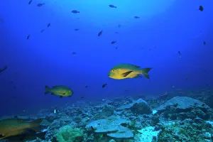 Stuart: Fish underwater, Northern Huvadhu Atoll