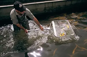 Albino: Fish in weir