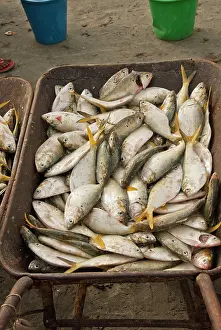 Sold: Fish - in wheelbarrow waiting to be sold