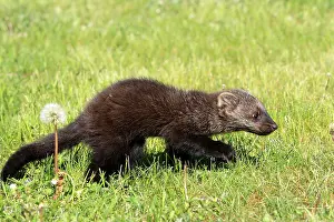 Fisher: Fisher