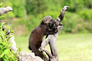 Fisher: Fisher