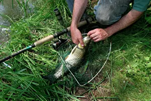 Anglers: Fisherman / Angler - catches European Chub, a freshwater
