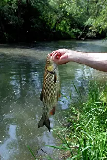 Anglers: Fisherman / Angler - catches European Chub, a freshwater