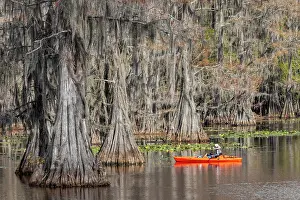 Fisherman: Fisherman among bald cypress trees and autumn colors in