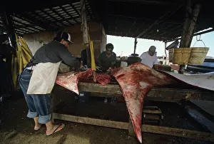 Fishermen: Fisherman butchers Manta ray